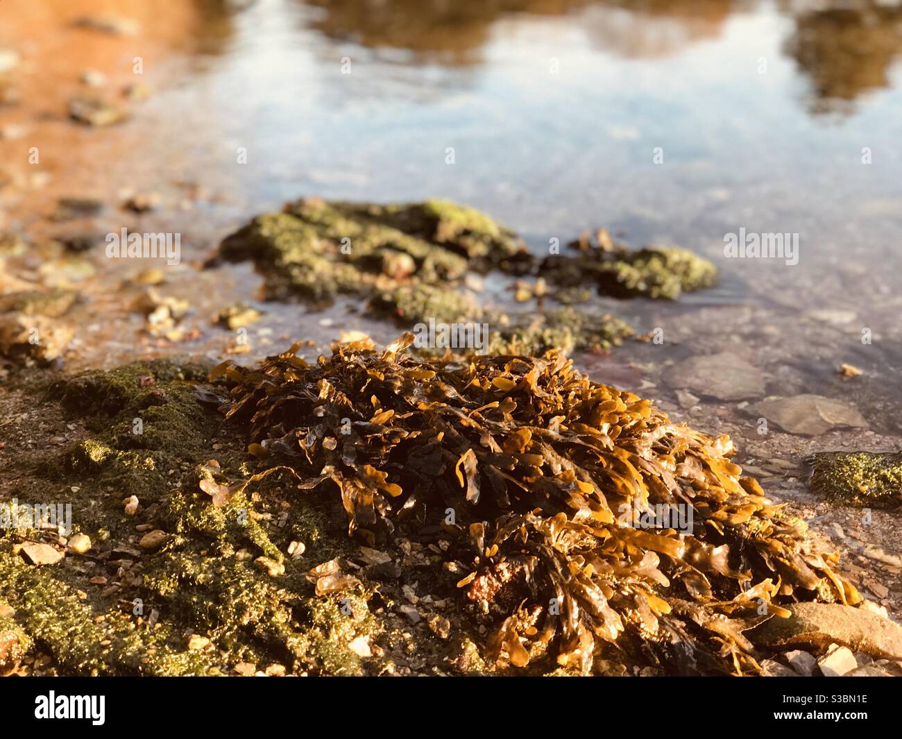 brown seaweed one fine morn in Pill Creek - Smartphone Captured Stock Image