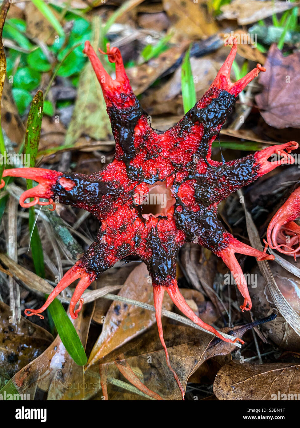 Stink Horn High Resolution Stock Photography And Images Alamy