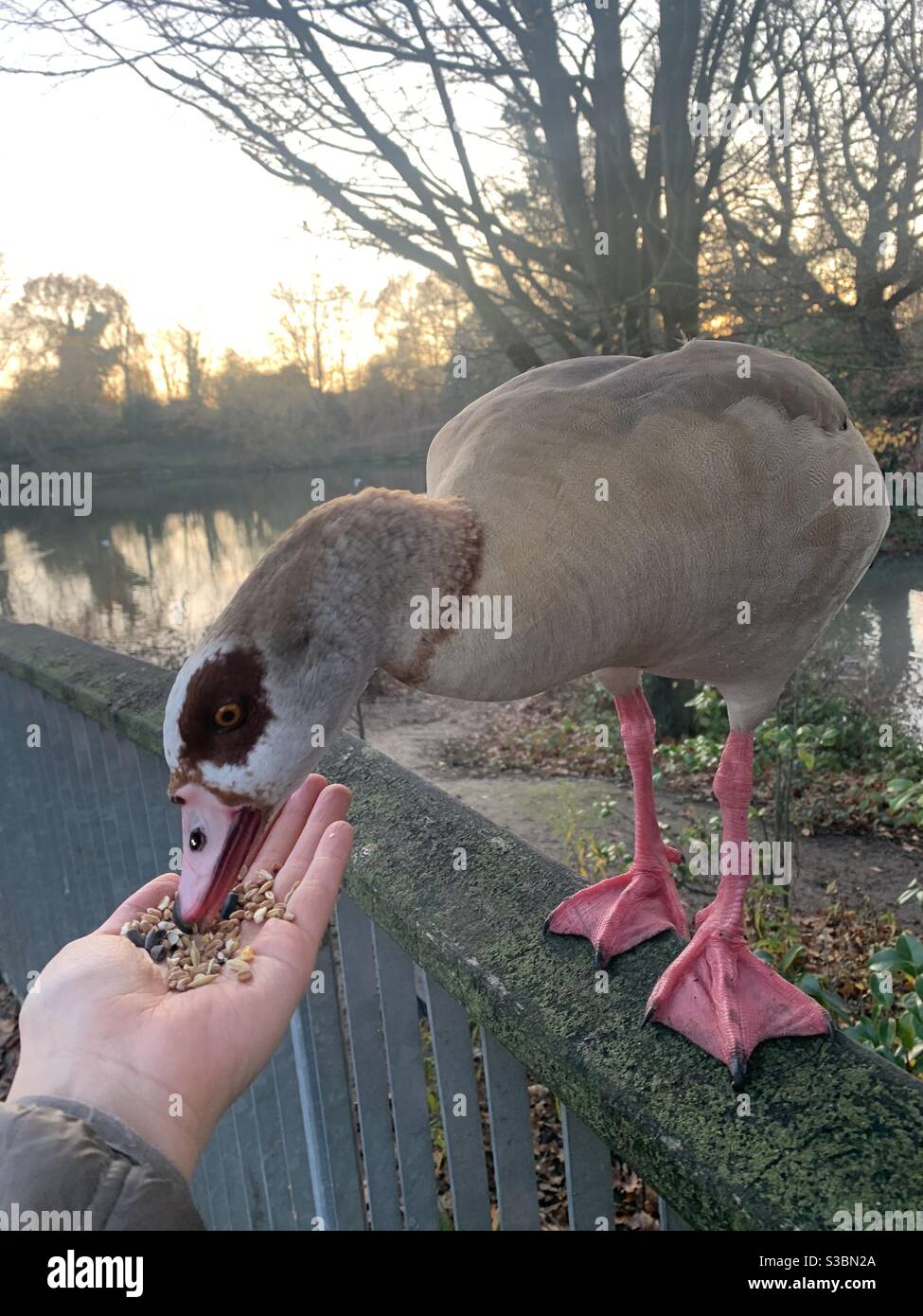 Hand with seed feeding Egyptian goose Stock Photo