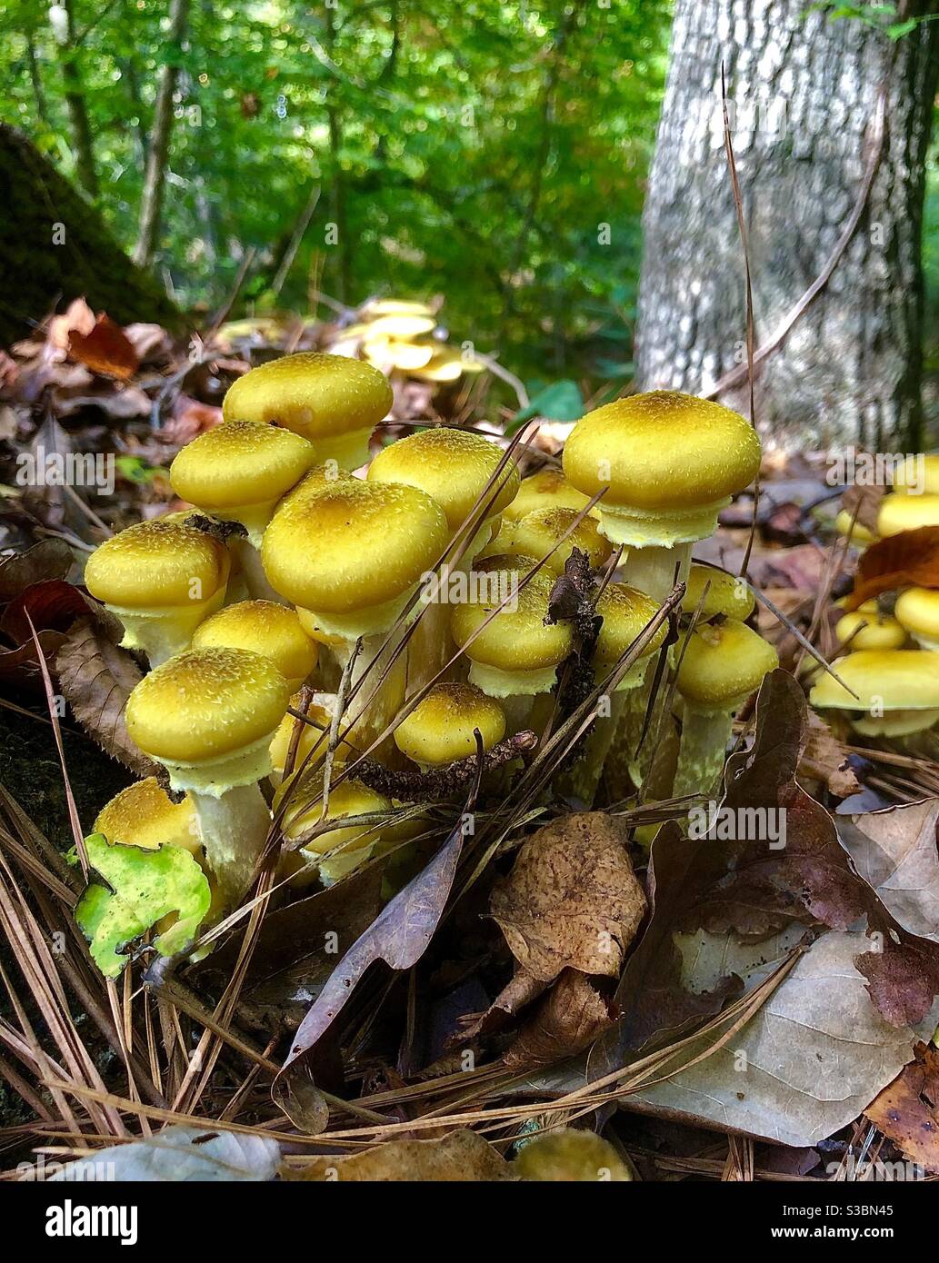 Wild golden mushrooms Stock Photo Alamy