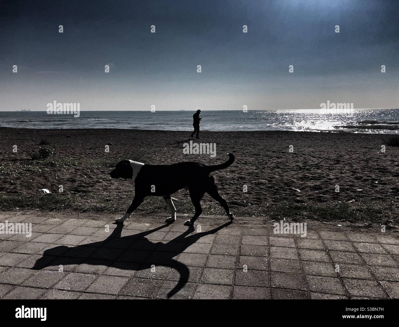 A stray dog and a man walking by the beach - Smartphone Captured Stock Image