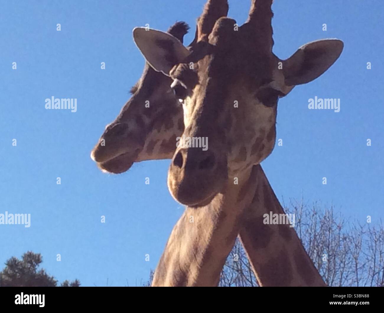 Girafe girafes hi-res stock photography and images - Alamy