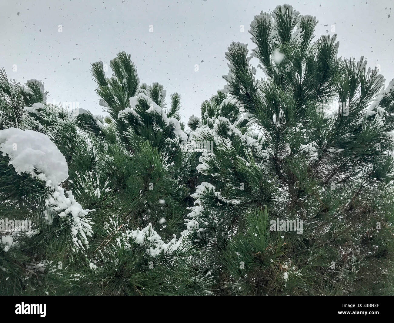 snowfall on pine branches - Smartphone Captured Stock Image