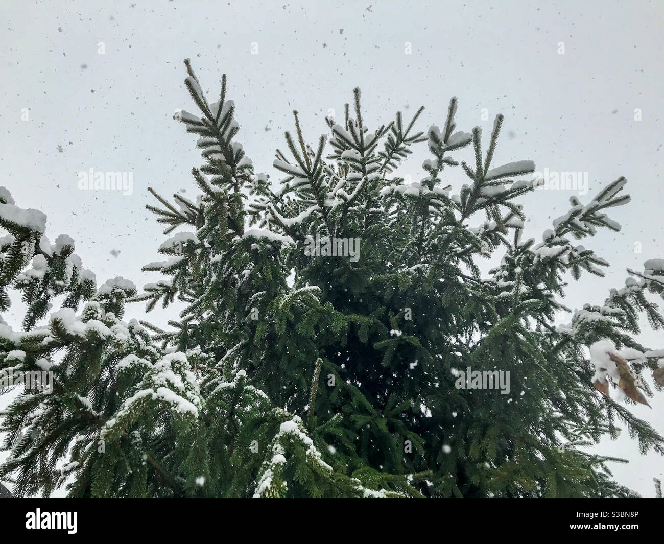 snowfall on fir branches in forest, Winter time - Smartphone Captured Stock Image