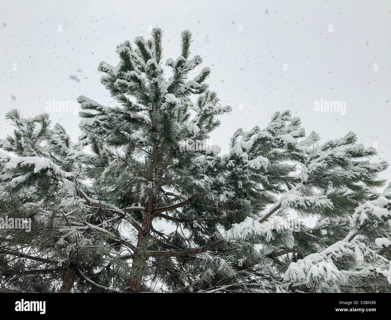 snowfall on pine branches in forest, Winter time - Smartphone Captured Stock Image