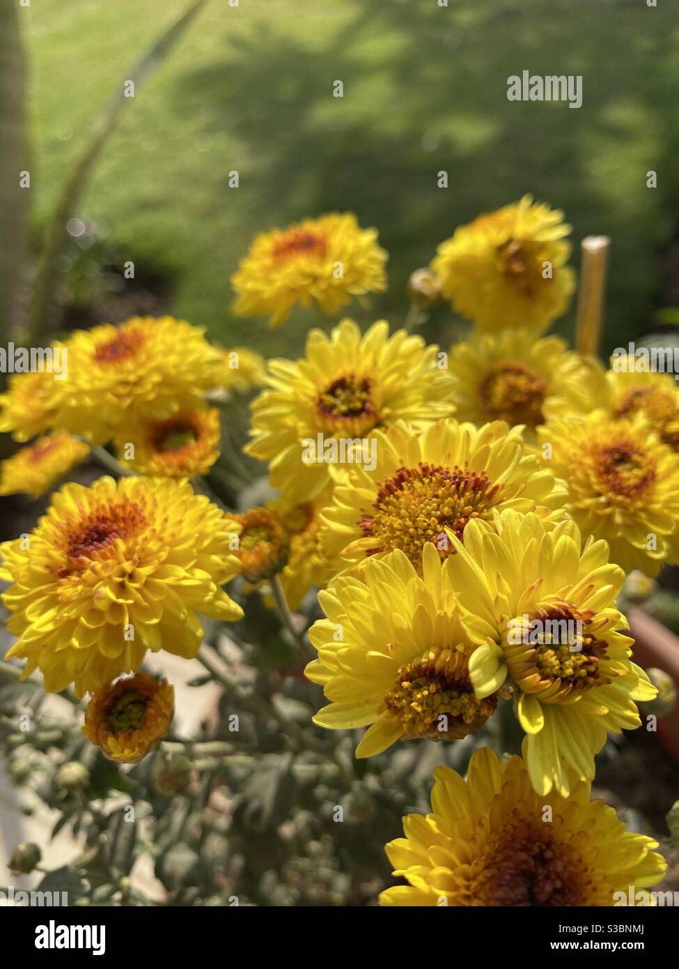 Aesthetic Flowers High Resolution Stock Photography And Images Alamy