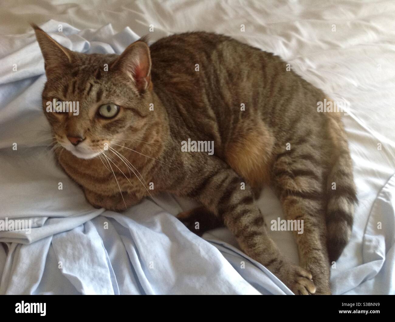 Reclining cat pose Stock Photo Alamy