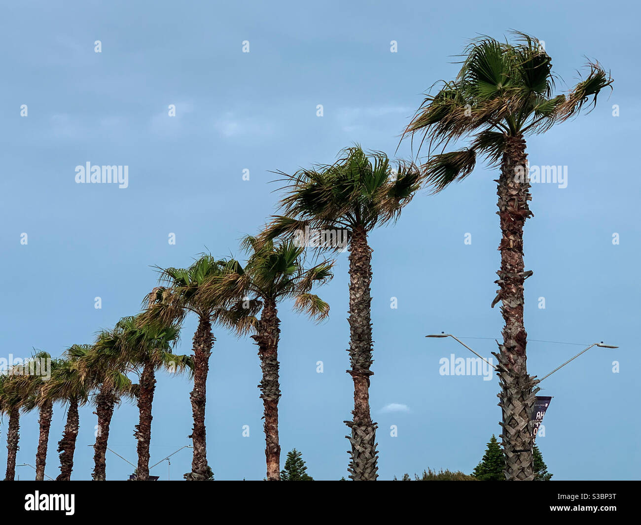 A row of palm trees, Australia - Smartphone Captured Stock Image