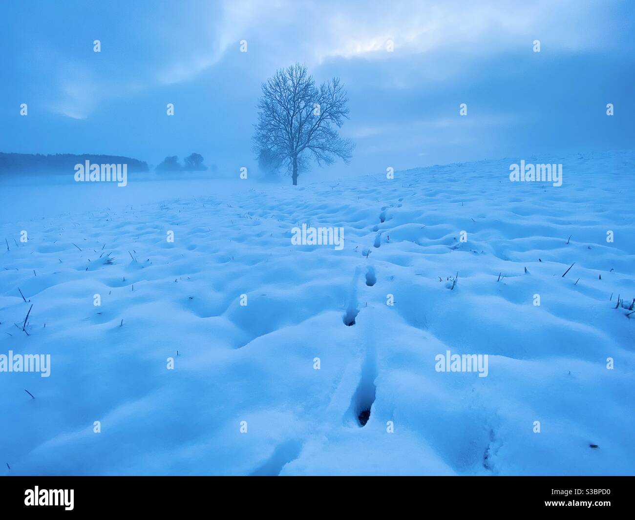 Fox tracks leading through deep snow past a tree silhouette to the