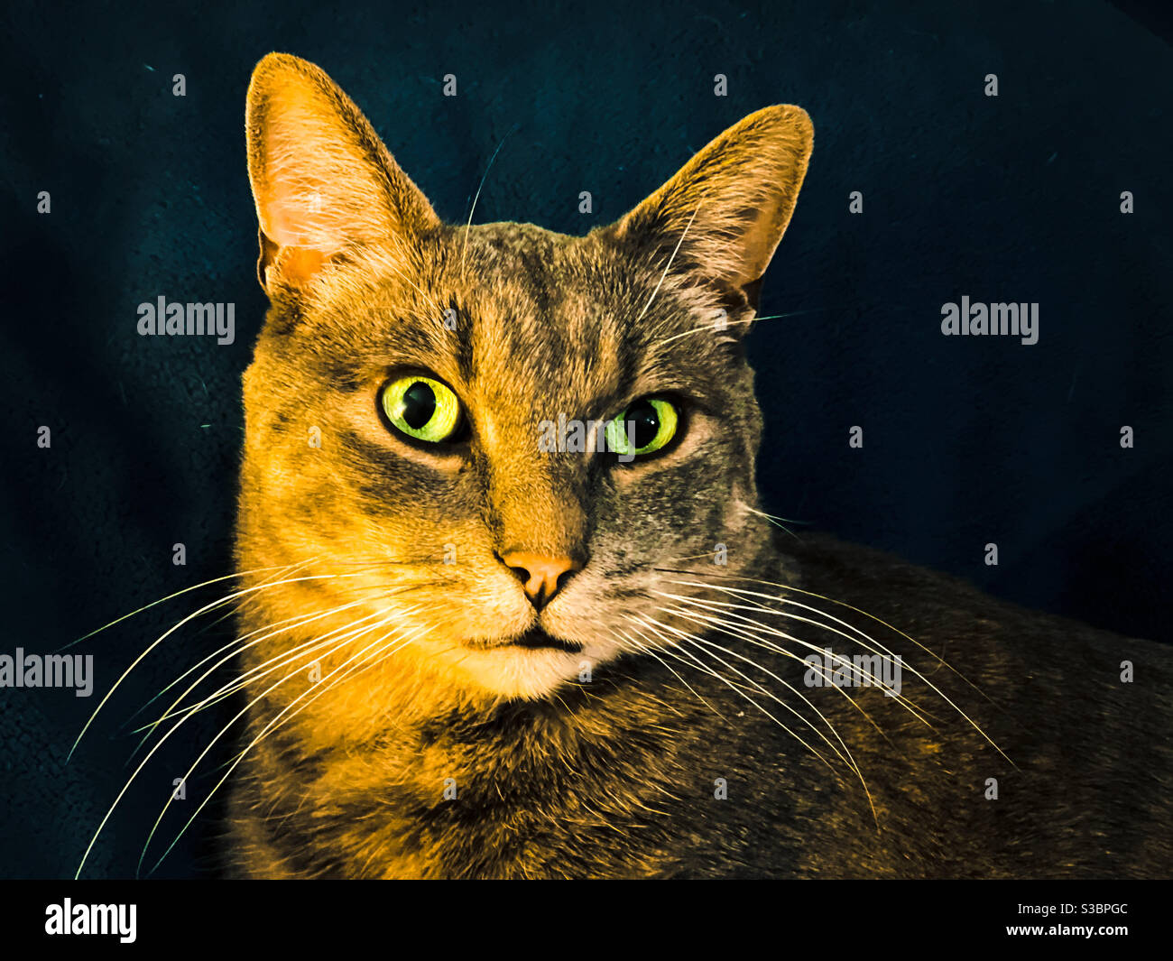 Gray tabby cat portrait. Stock Photo
