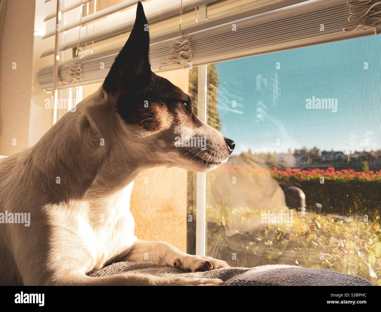 Dog looking out window on a sunny day. Stock Photo