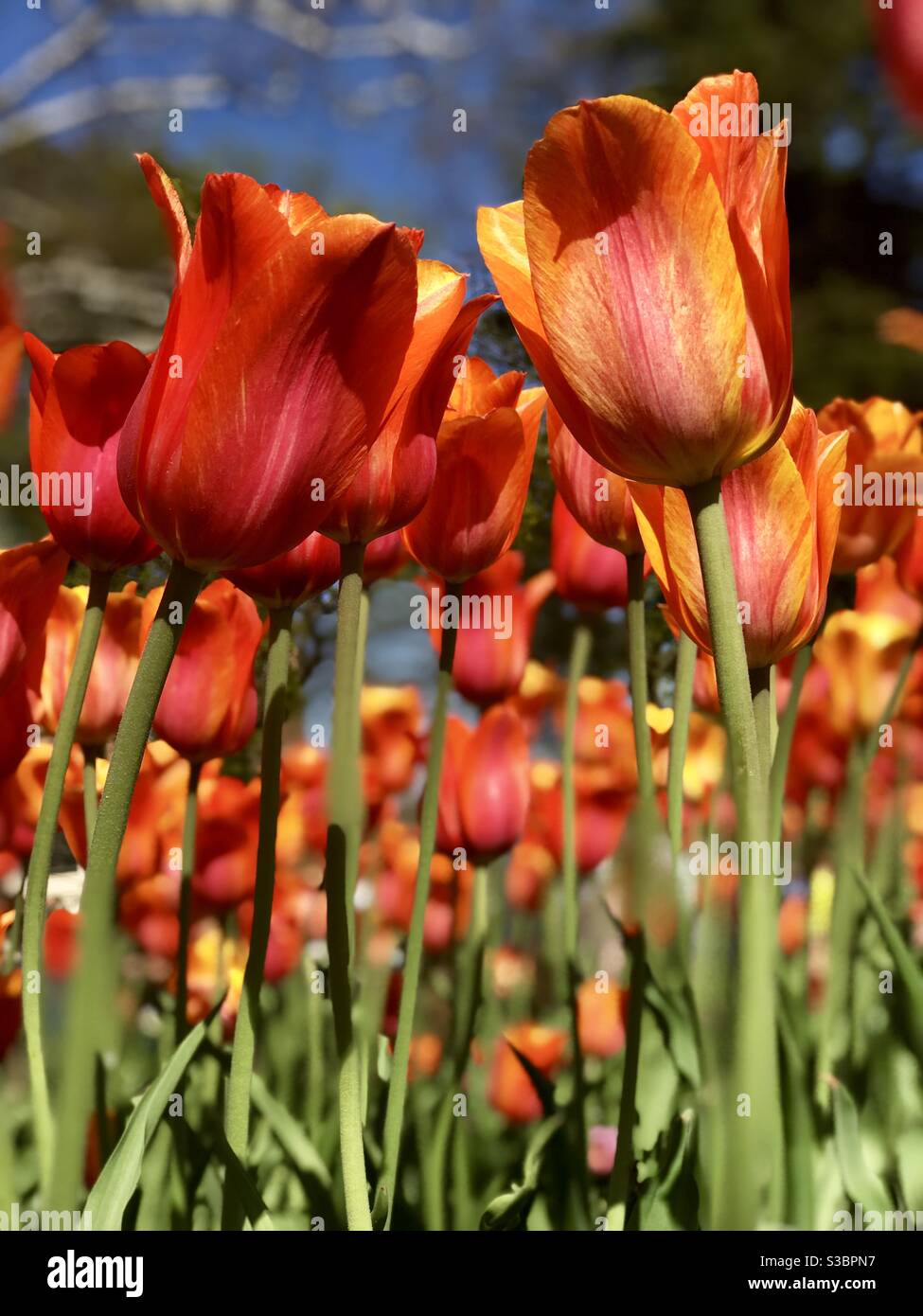 Tulip Time Festival, Holland,Michigan Stock Photo Alamy