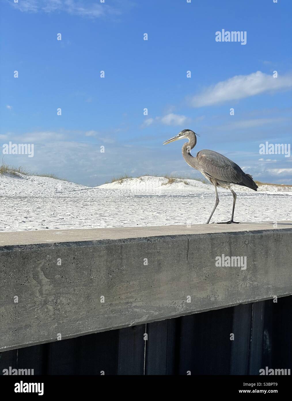 Great blue heron standing on concrete wall with white sand beach background - Smartphone Captured Stock Image