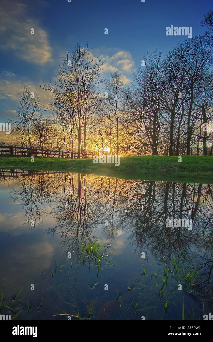 Late afternoon winter sun coming through trees and reflected in pond - Smartphone Captured Stock Image