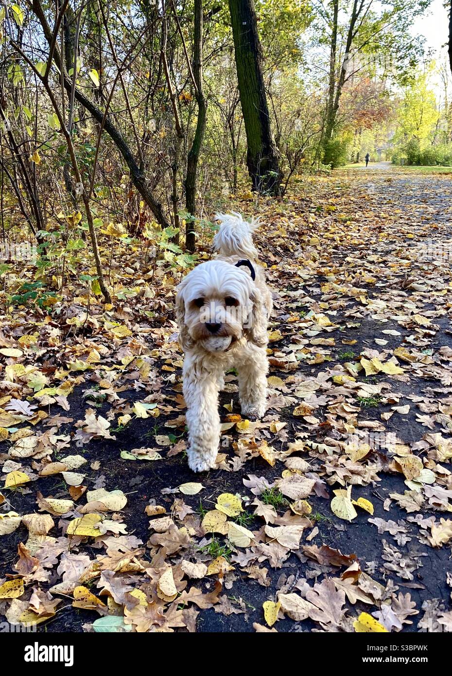 A dog is walking through the park with a ball in his mouth in autumn. Stock Photo