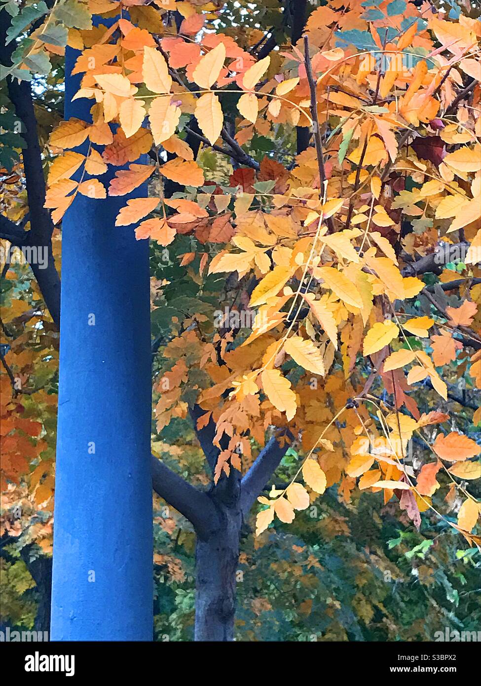 Autumn leaves - Smartphone Captured Stock Image