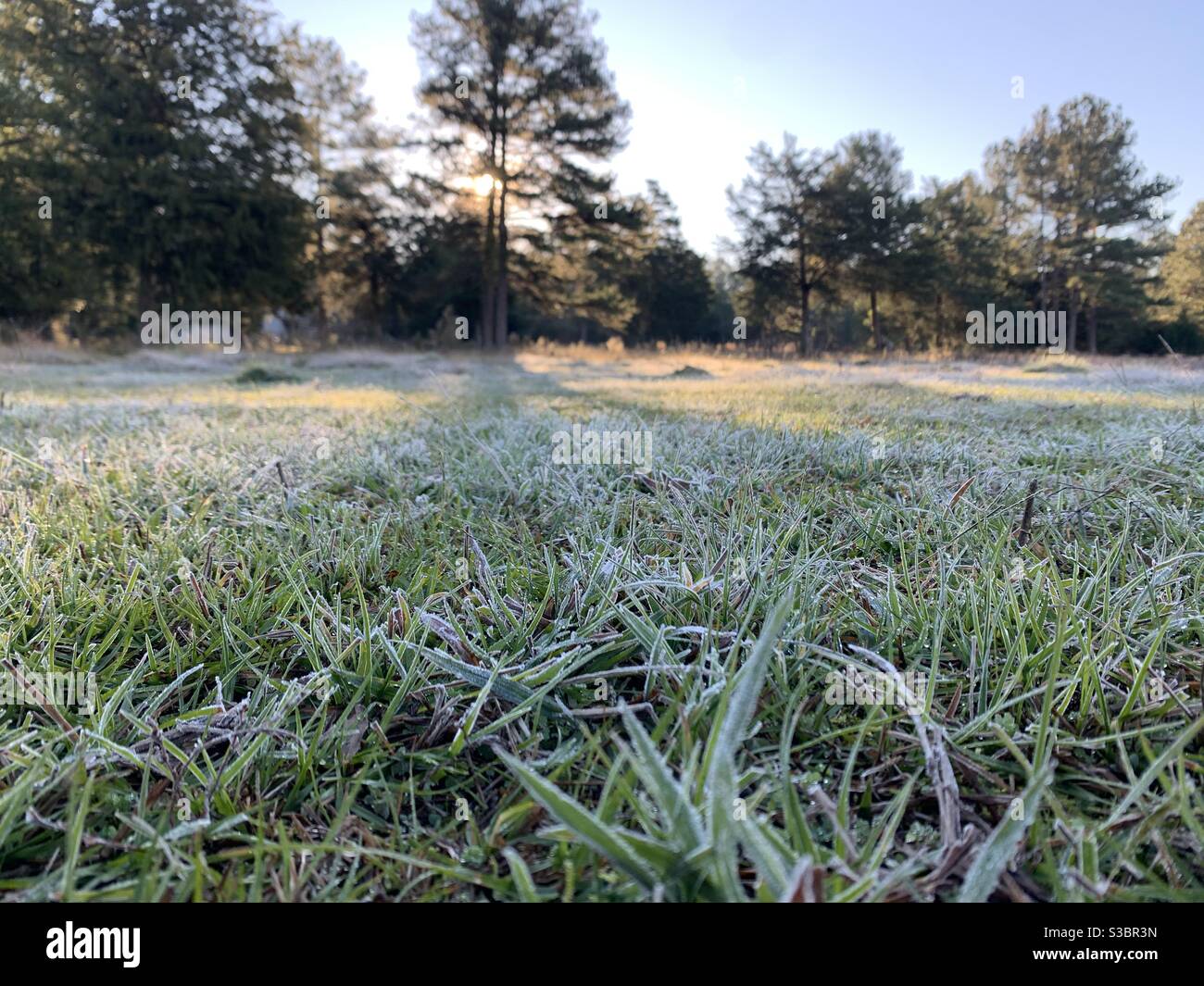 Morning frost Stock Photo