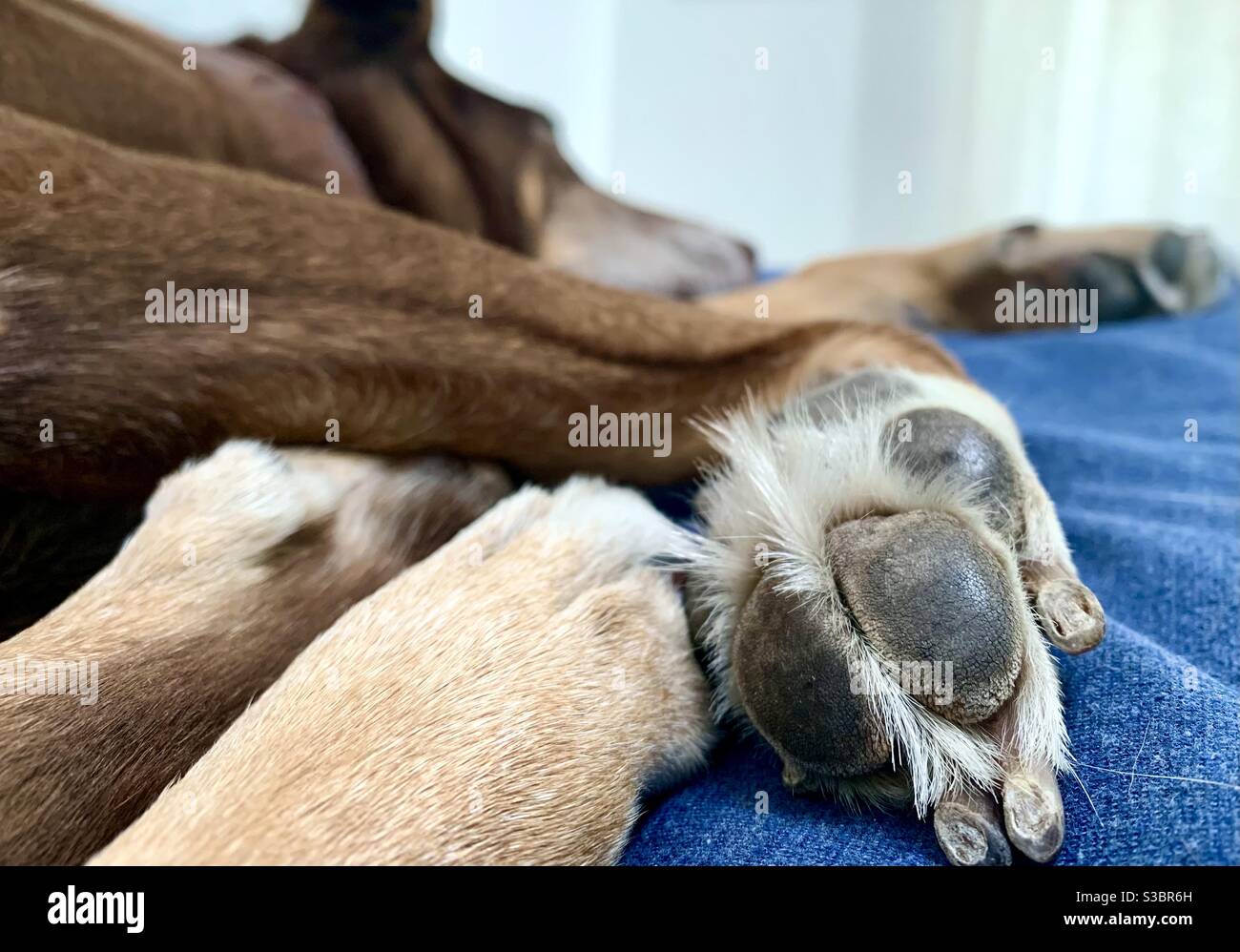 Close on sleeping dog’s paw Stock Photo Alamy