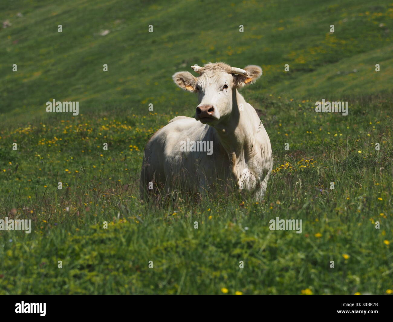 Grazing cow on Italian alps Stock Photo