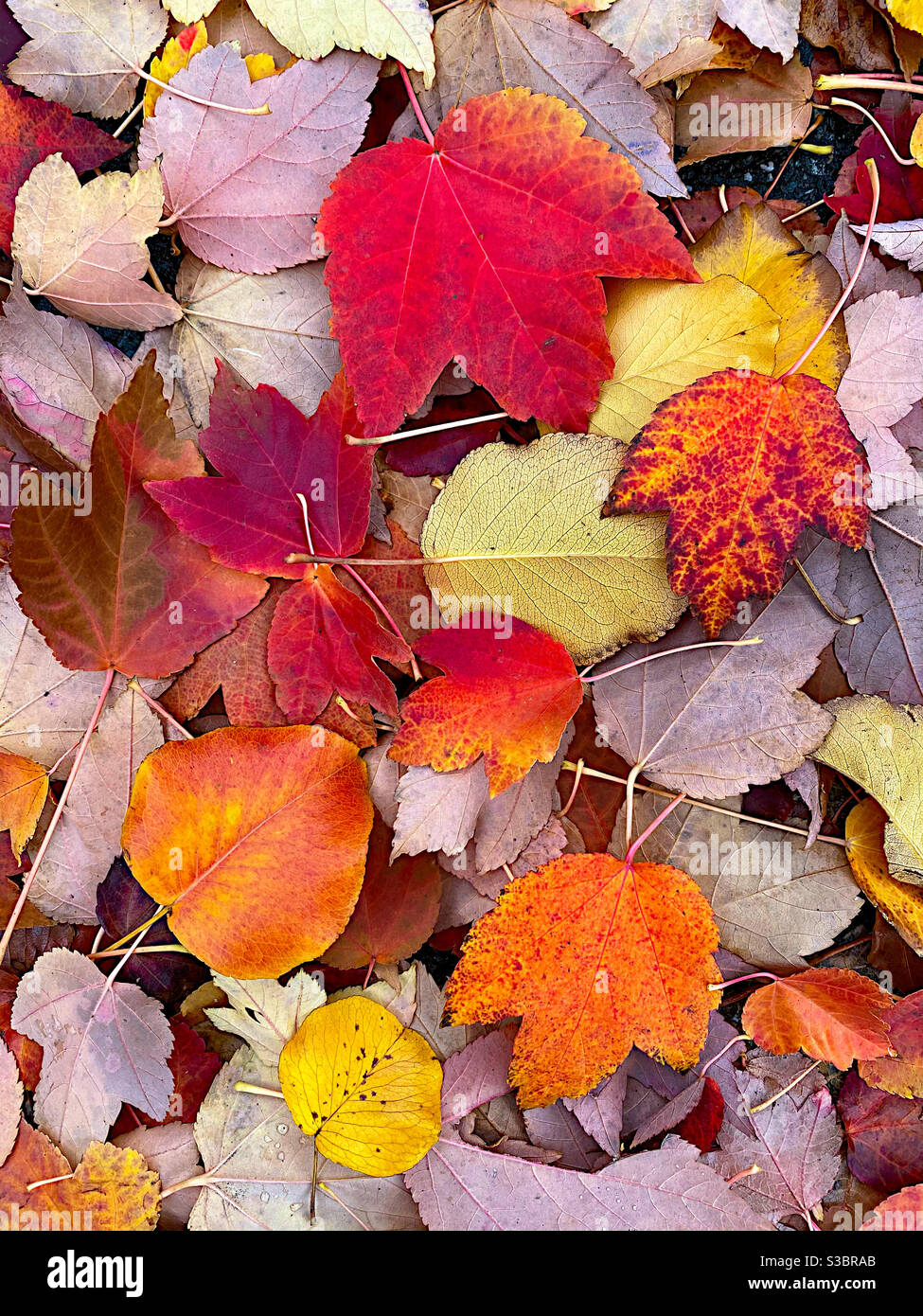 Maple leaves showing fall color - Smartphone Captured Stock Image