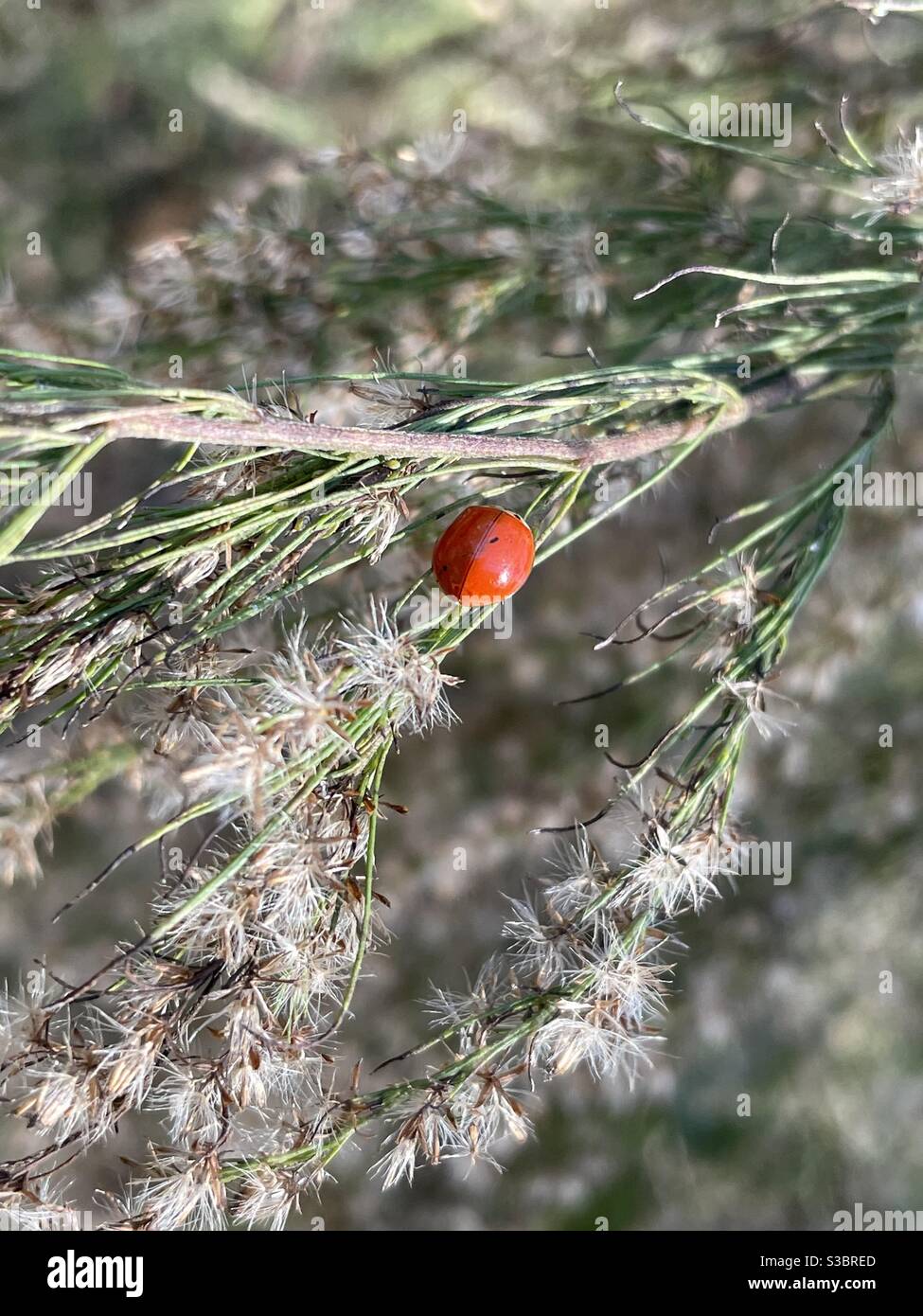 Red ladybug also known as ladybird with no spots on forest plant - Smartphone Captured Stock Image