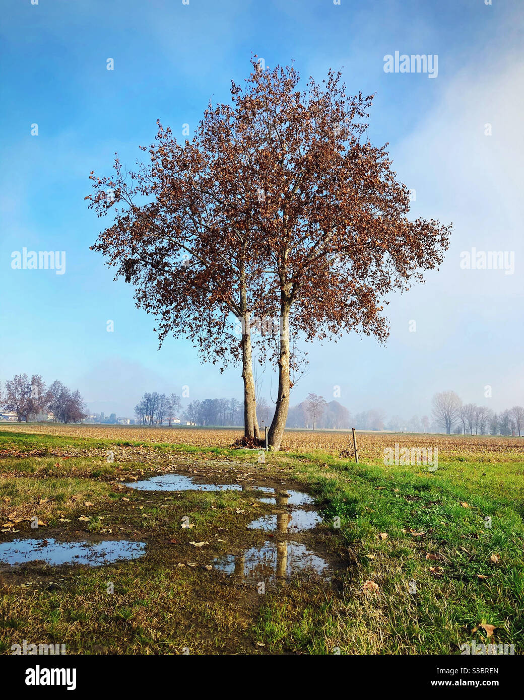 A lonely tree in winter Stock Photo