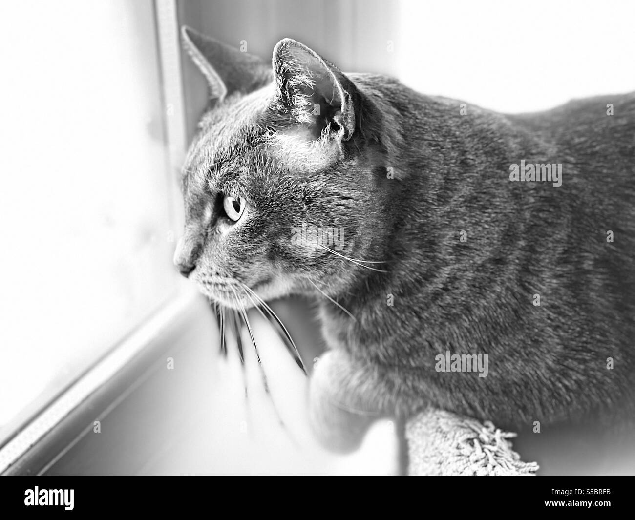 Gray tabby cat black and white. Stock Photo