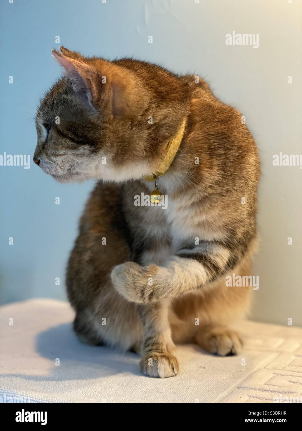 Cat grooming - Smartphone Captured Stock Image