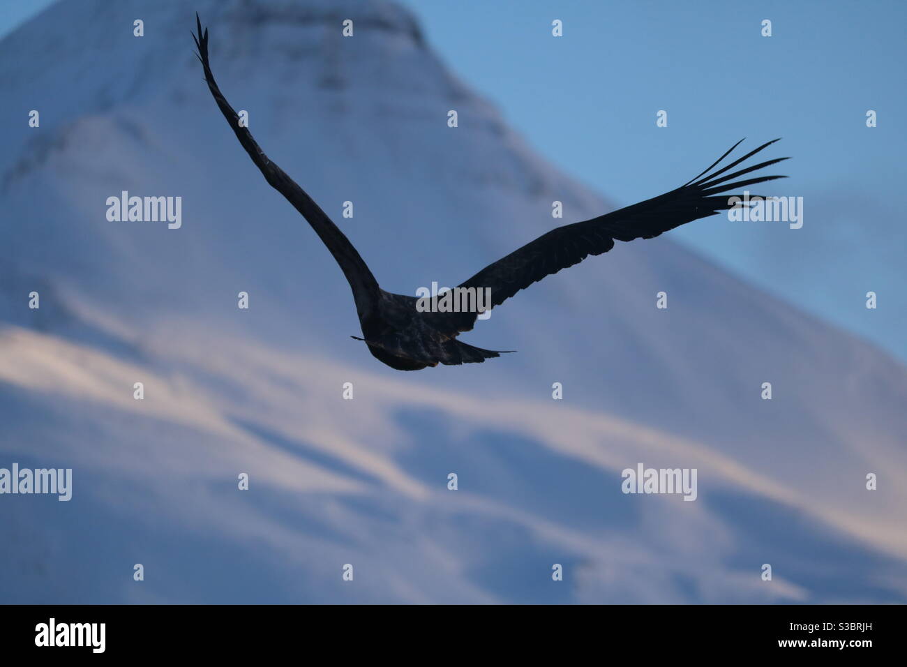 Juvenille Bald Eagle in UnAlaska, Alaska Stock Photo