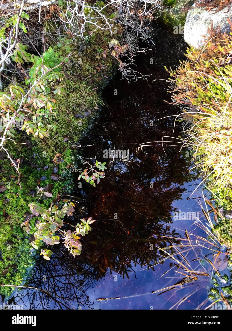 Stream in the woods - Smartphone Captured Stock Image