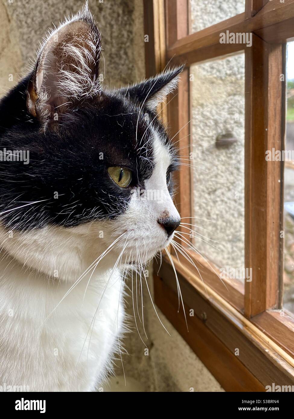 Curious black and white cat at window - Smartphone Captured Stock Image
