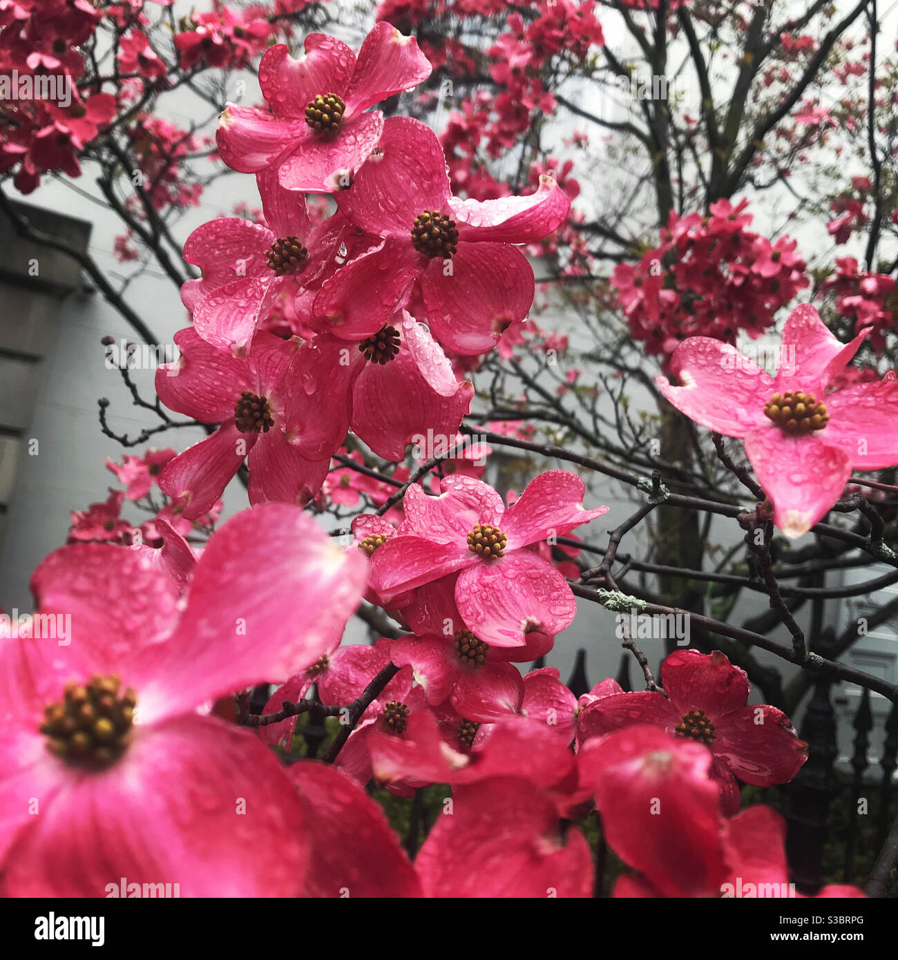 Dogwood tree with pink flowers in the rain Stock Photo Alamy