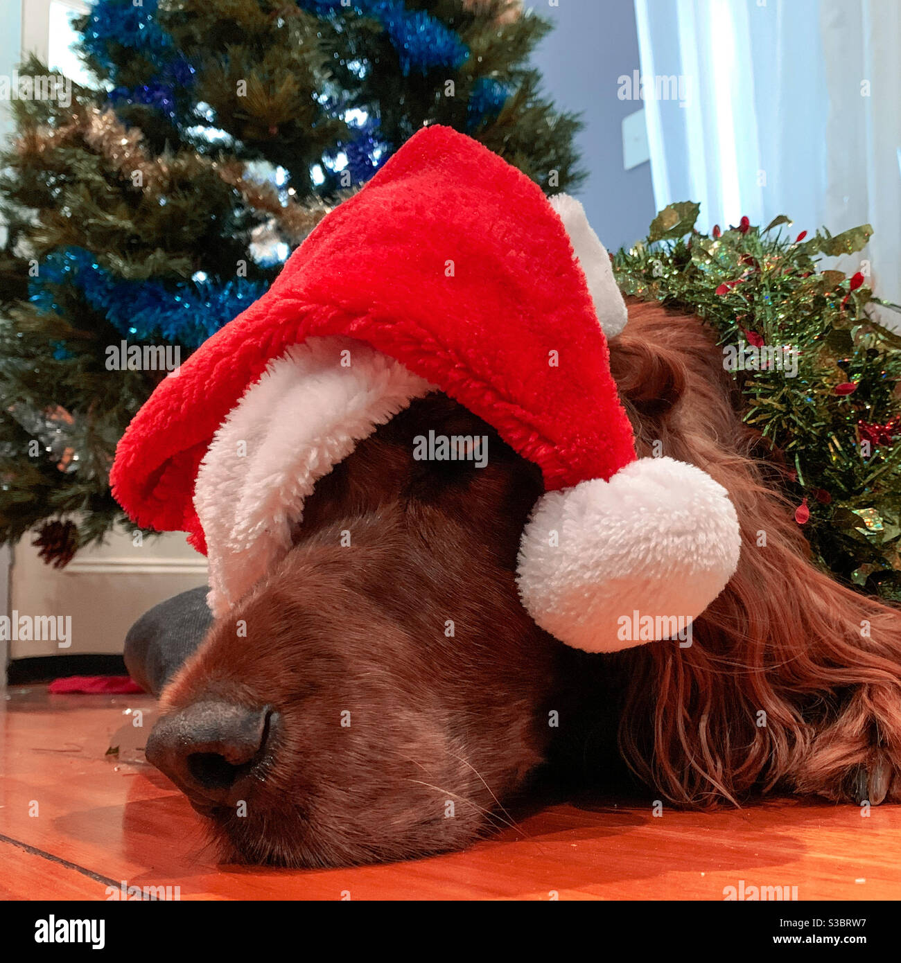 Sorrowful Santa! The dog is definitely over Christmas! Red setter in a Santa hat and tinsel in front of a Xmas trees - Smartphone Captured Stock Image