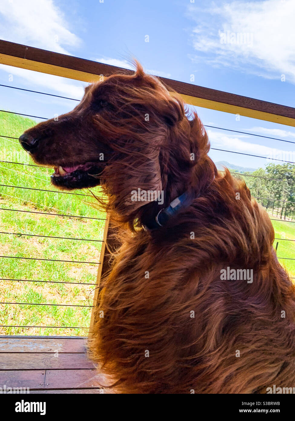 Windy! Just a dog blowin’ in the wind - Smartphone Captured Stock Image