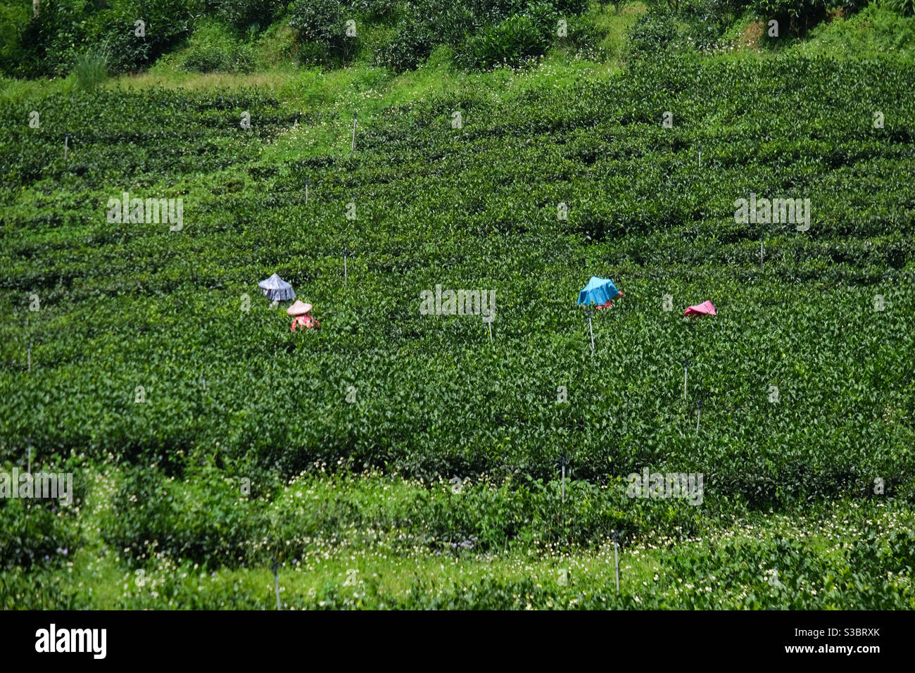 Tea plantation - Smartphone Captured Stock Image