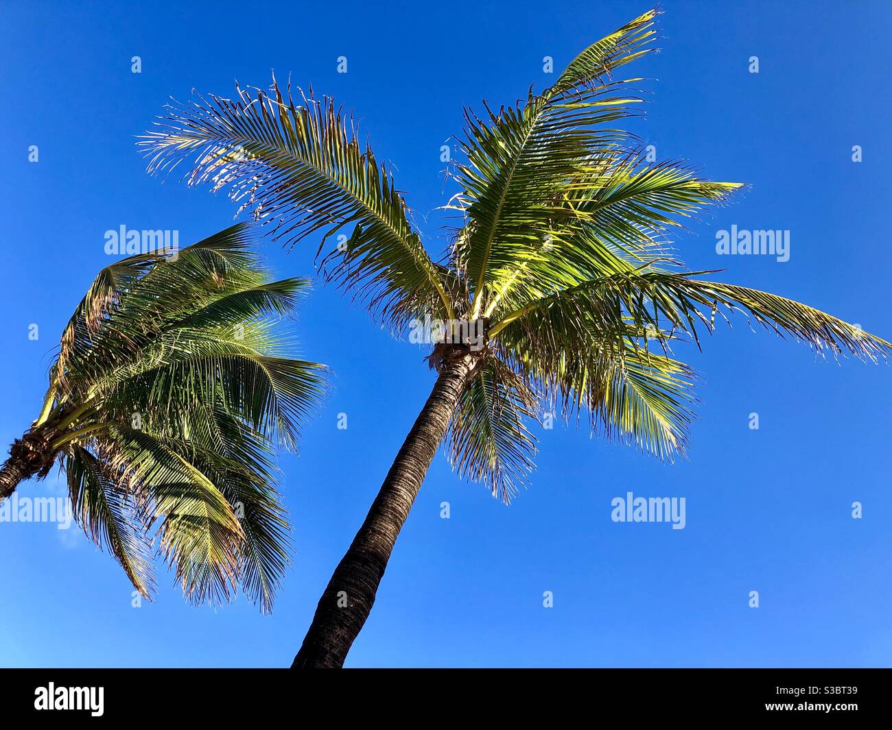 Looking up at two palm trees against a blue sky. - Smartphone Captured Stock Image