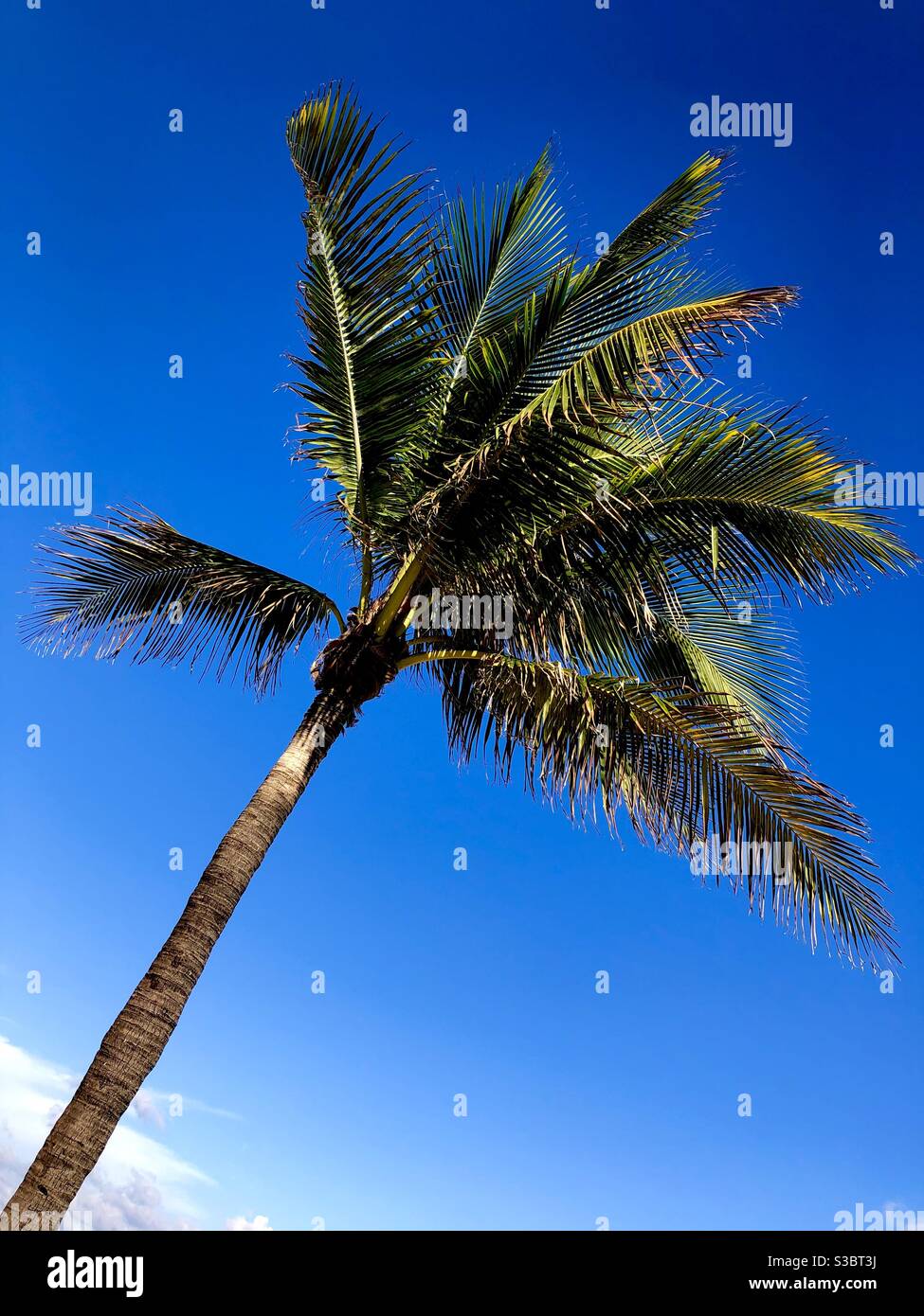 Single palm tree against a deep blue sky with a small cloud below. - Smartphone Captured Stock Image