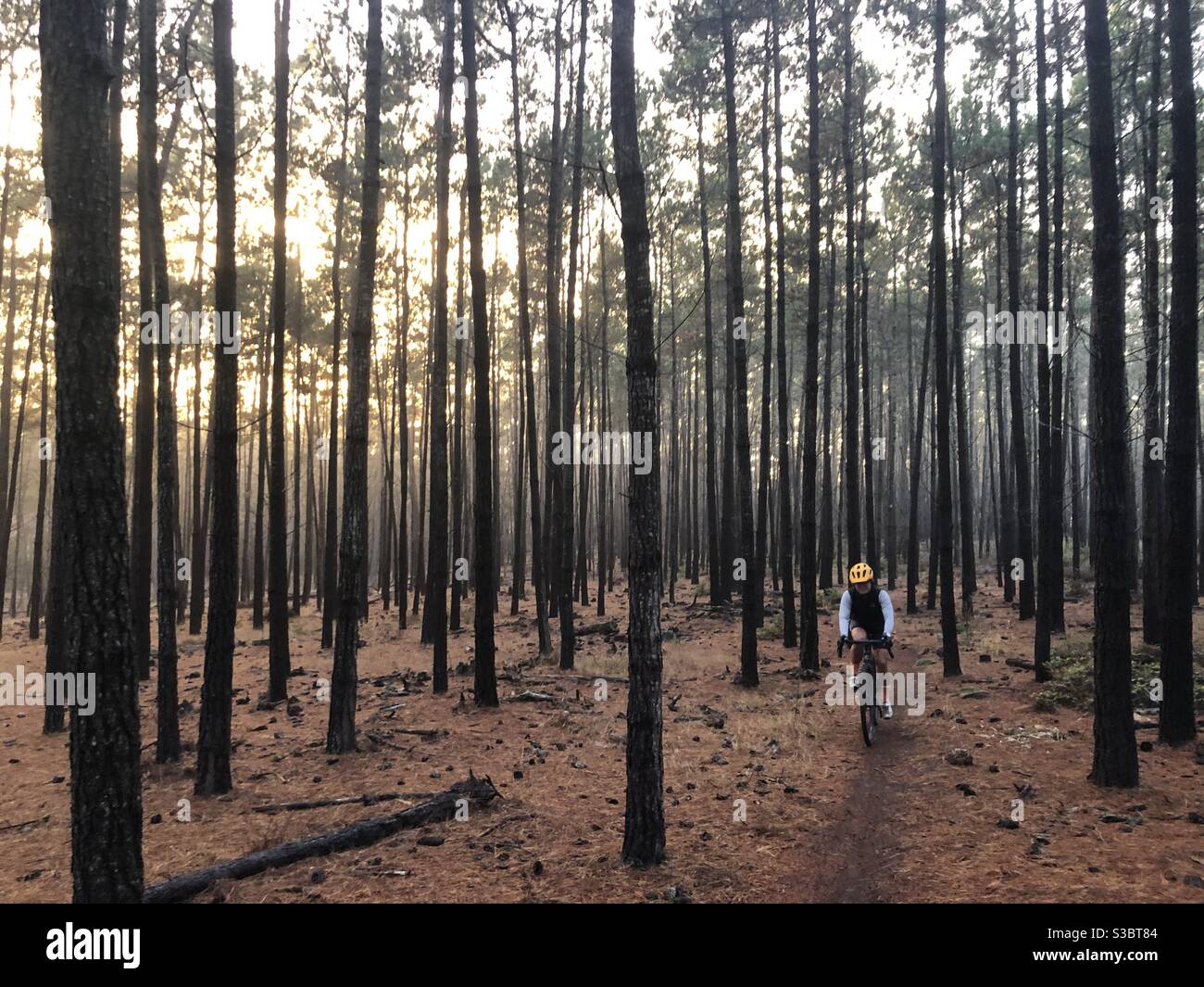 Woman bikes through forest Stock Photo