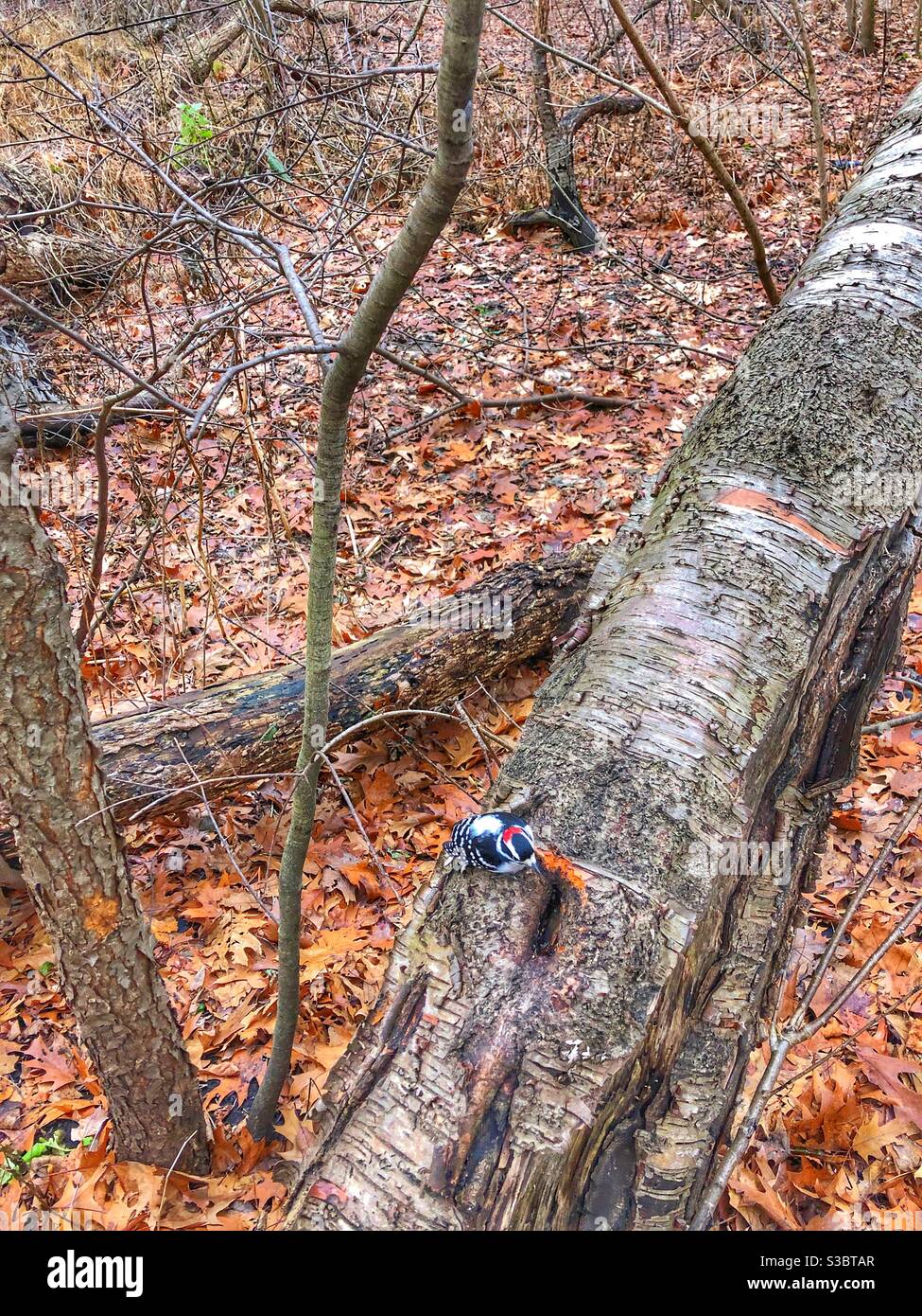 A small black and white downy woodpecker on a fallen log in the woods. - Smartphone Captured Stock Image