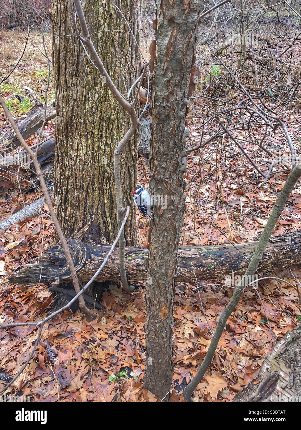 A small black and white Downy woodpecker on a thin tree trunk in the woods. - Smartphone Captured Stock Image