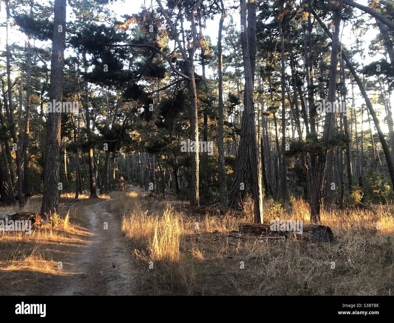 Dirt trail through a coastal pine forest Stock Photo
