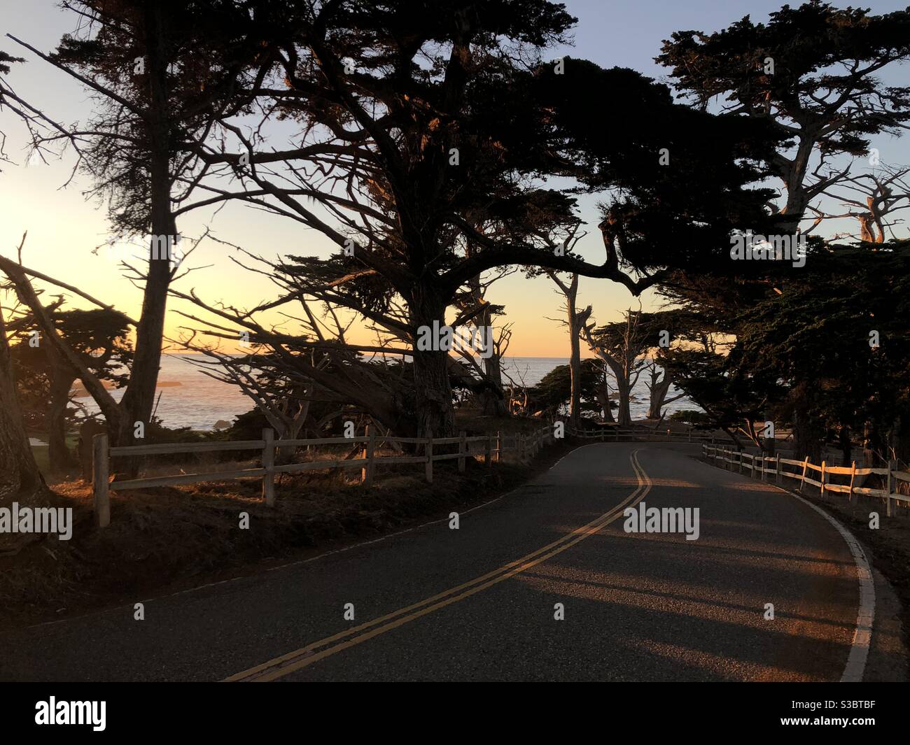 A turn in the road through old growth cypress trees in monterey