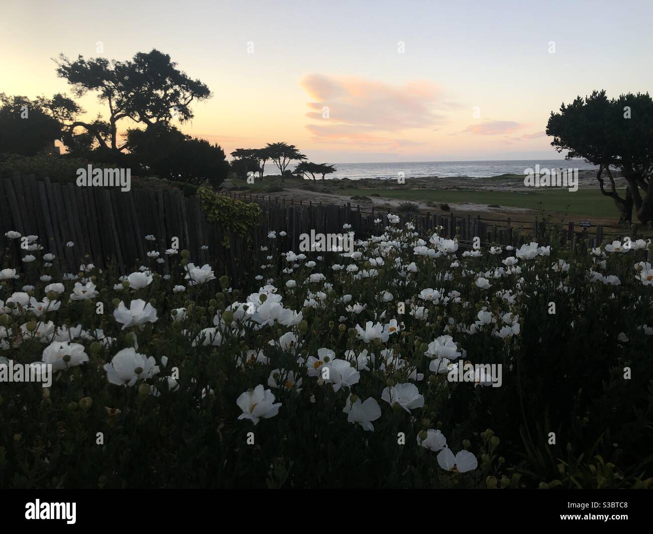 Overgrown yard full of white flowers with california coast and golf course in the background Stock Photo