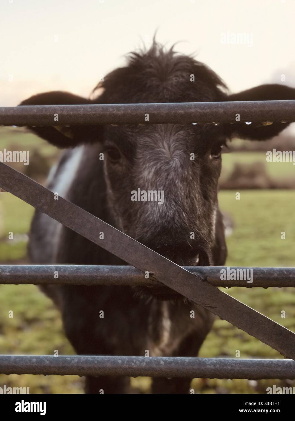 sad bullock at the gate - Smartphone Captured Stock Image