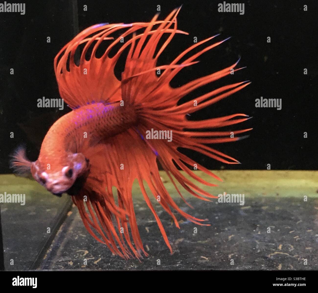 XL Crowntail fish bright orange Stock Photo