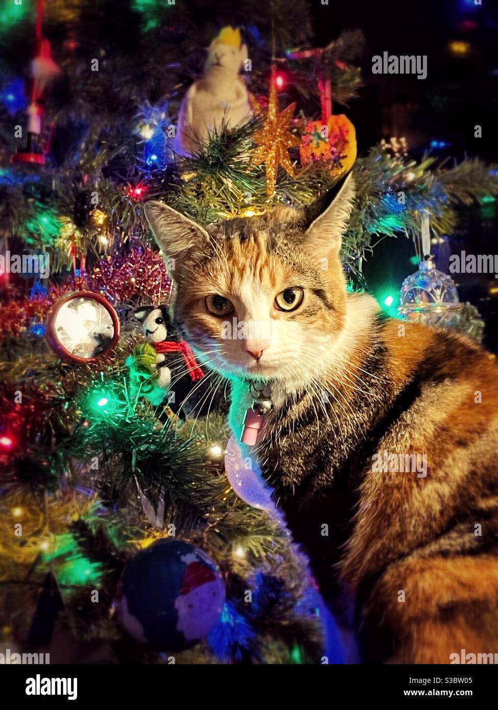 Cat and Christmas tree Stock Photo