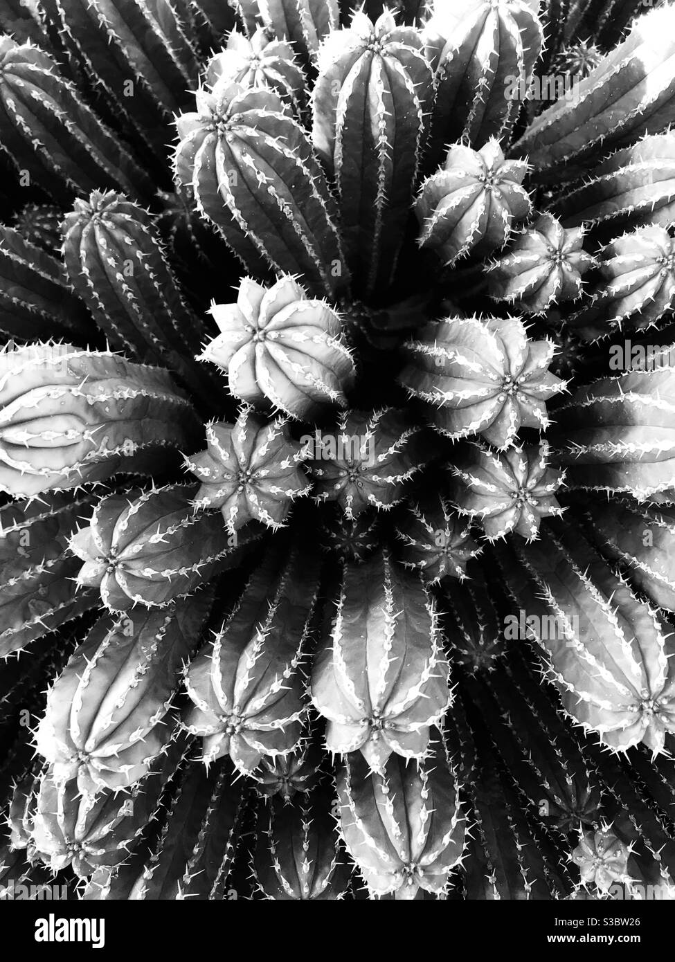 Black and white cactus Stock Photo