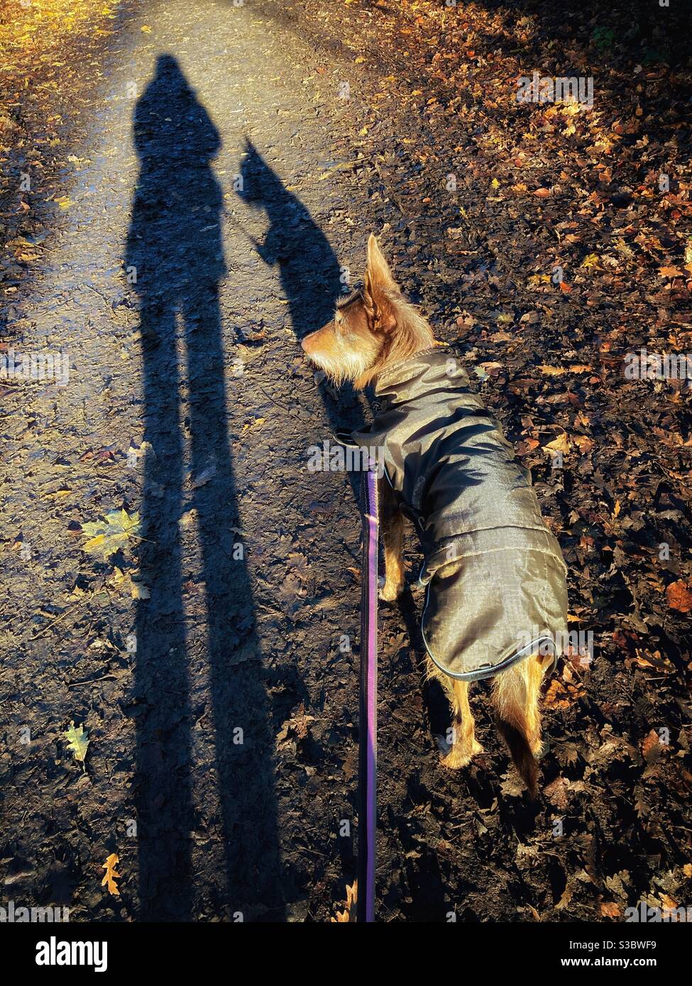Long shadows of dog and owner on a bright sunny winter day. - Smartphone Captured Stock Image