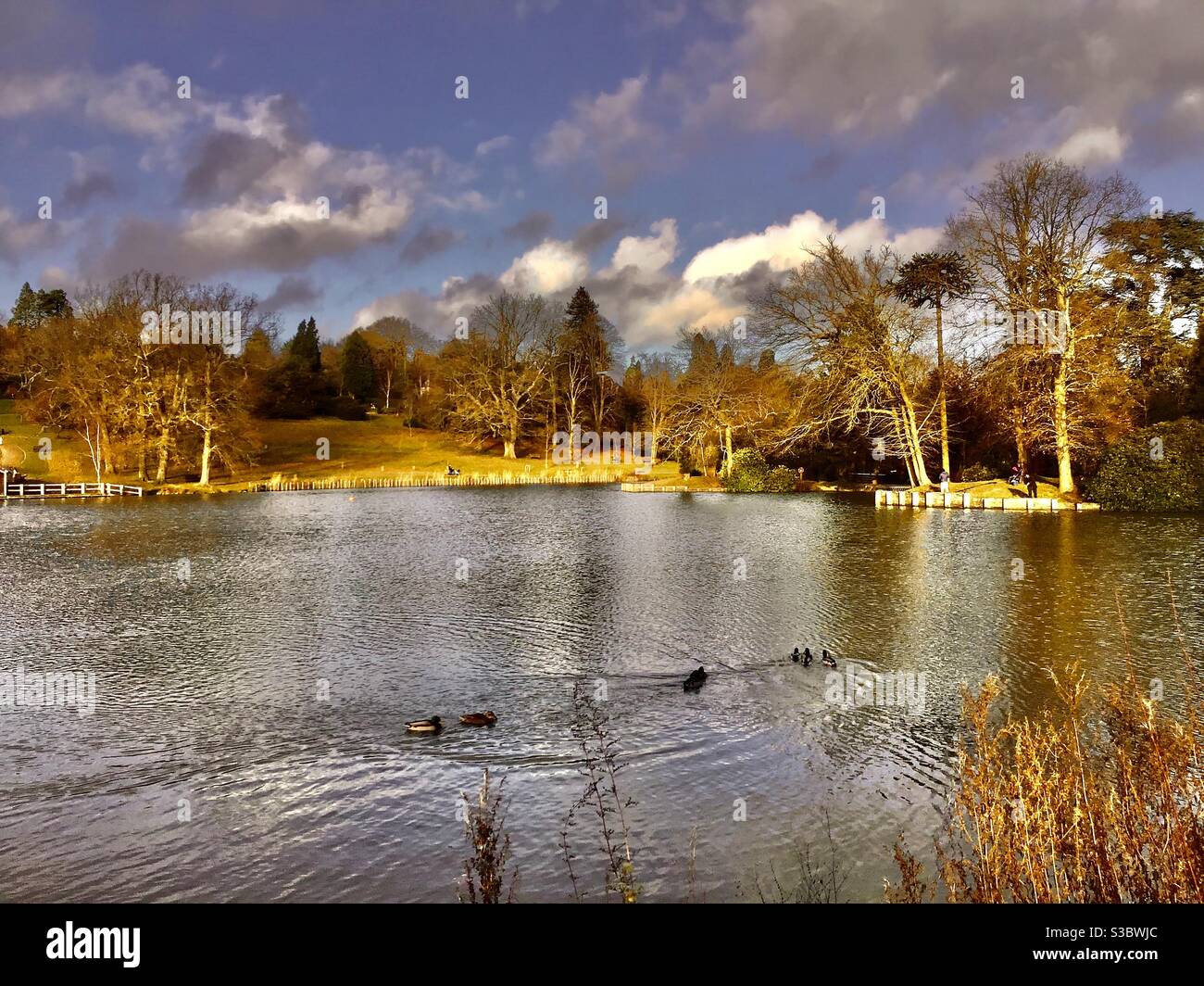 Tunbridge wells trees hires stock photography and images Alamy