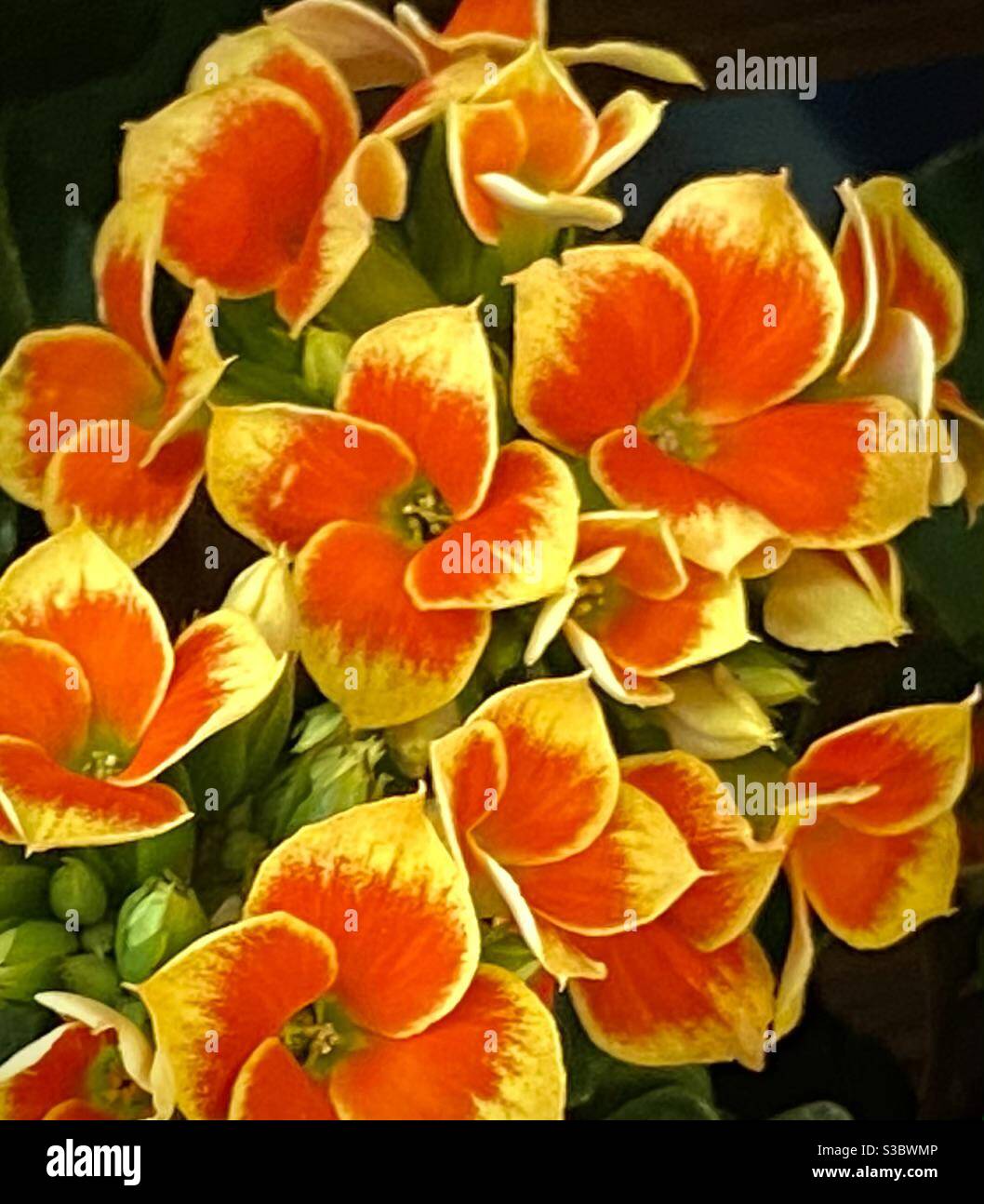 Flaming Katy flowers Stock Photo Alamy